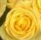 a_g-rose_112